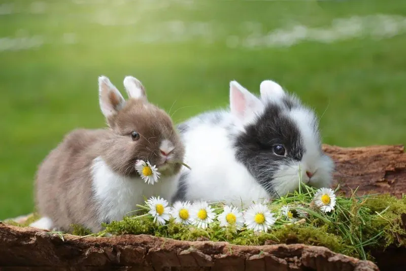 兔兔那么可爱，怎么可以做成幸运符？| 酷我新专辑更新！（145-146附文案）