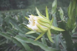 剑花的功效与作用图片，剑花的功效与作用及食用方法