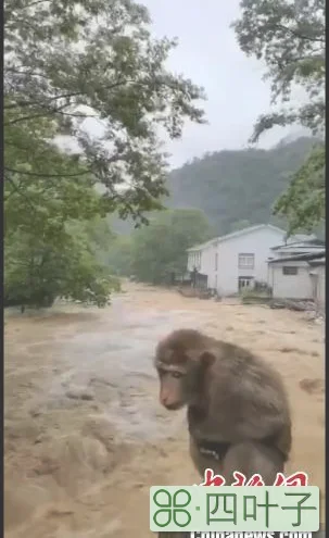 武夷山暴雨致景区暂时封闭 受惊猴子成“网红”