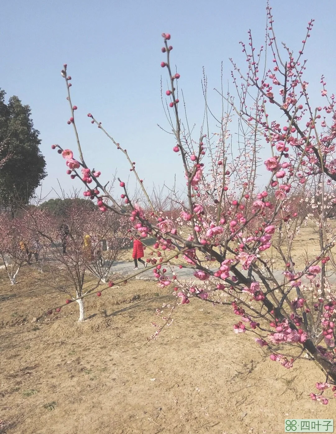 无锡未来40天天气预报w无锡未来40天天气预报