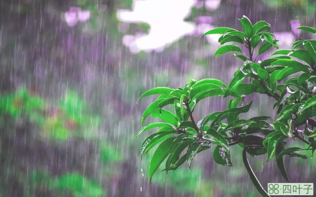 天气明天有雨吗查一下明天几点下雨