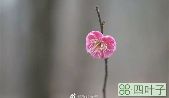 立春后多久天气回暖的简单介绍