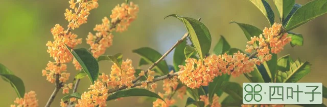 桂花米酒的做法步骤(桂花米酒的做法)