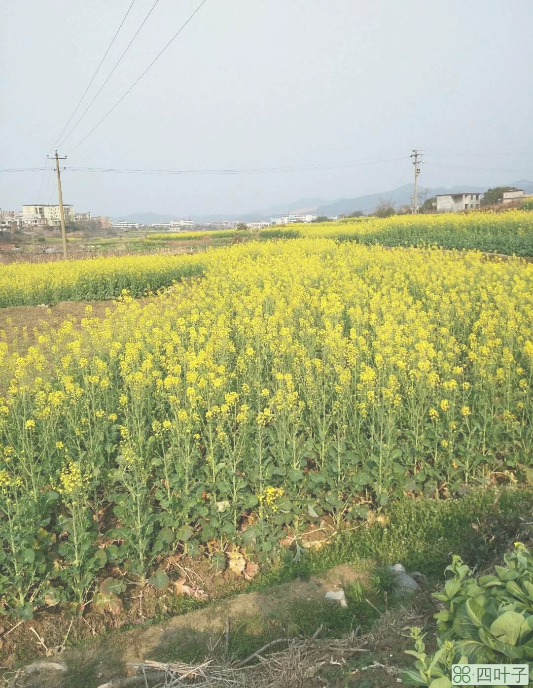 未来祁阳天气预报15天明天祁阳天气预报