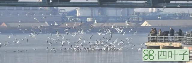 海鸥大桥详细内容简介