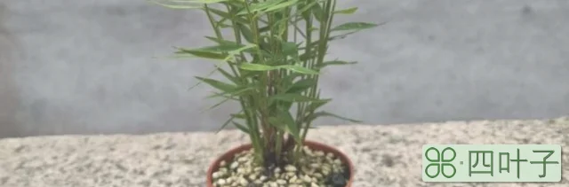 怎样种植盆栽竹子