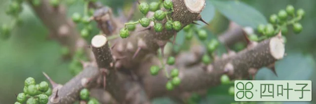 花椒树施肥时间是什么时候