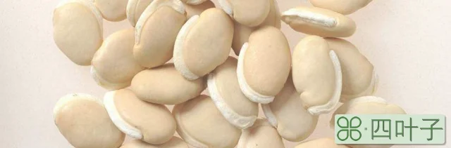 炒白扁豆的功效与作用有哪些