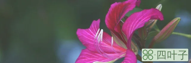 紫荆花有一个美丽的传说