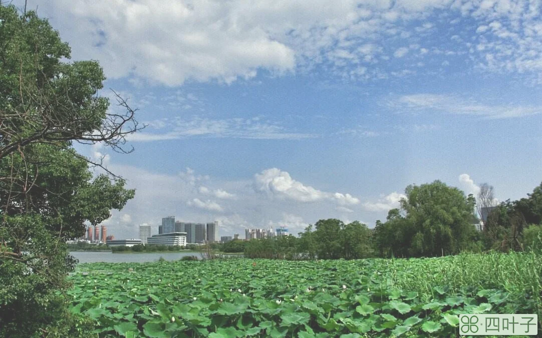 武汉蔡甸30天天气预报天气预报15天气温