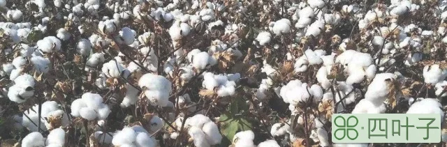 棉花采摘最佳的时间