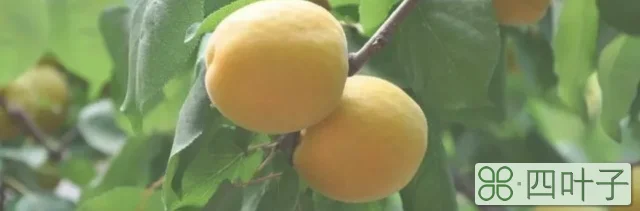 杏树浇水后多长时间浇一次