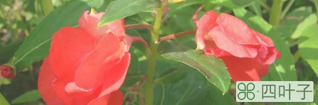 指甲花几月开花(指甲花的特点介绍)