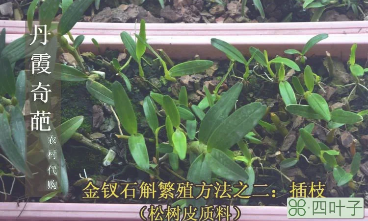 鼓槌石斛怎么养才会开花(鼓槌石斛怎么养才开花?)