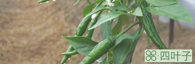 朝天椒种子种植方法