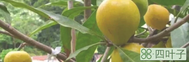 蛋黄果树如何种植