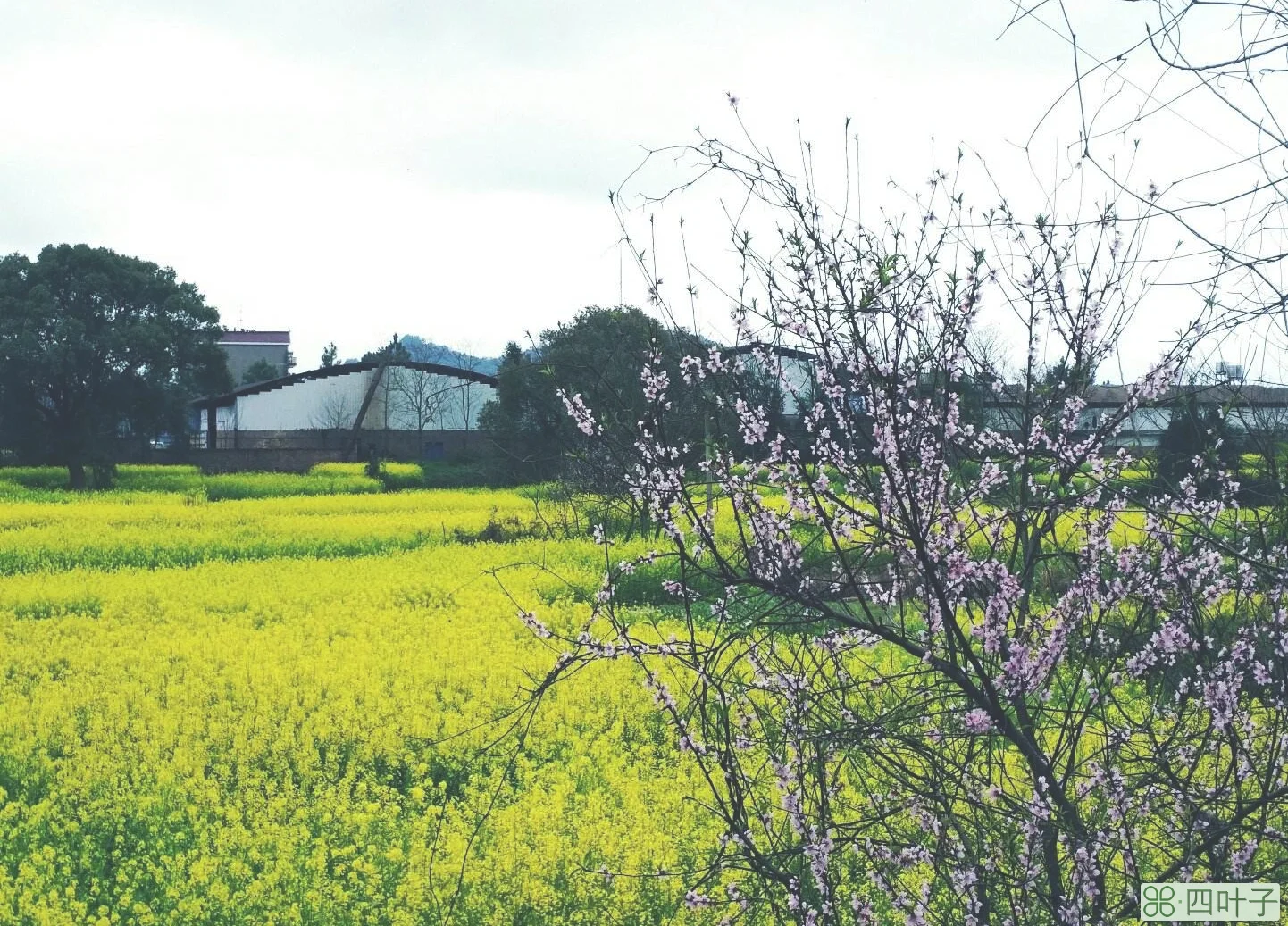 十五天气预报查询景德镇景德镇十五天天气预报查询