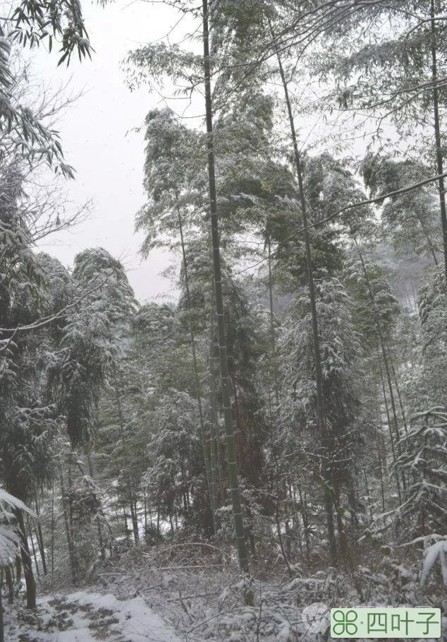 大邑雾中山天气大邑雾山天气