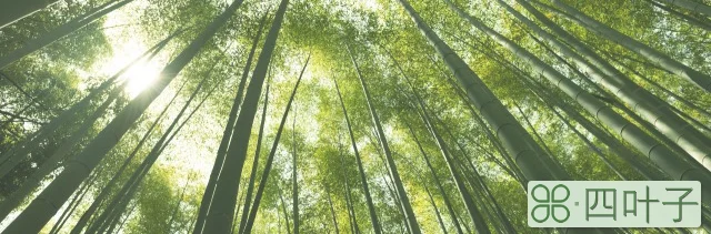 竹子象征什么意义