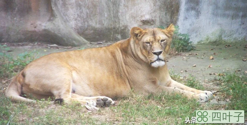 东北虎是几级保护动物,熊猫是几级保护动物