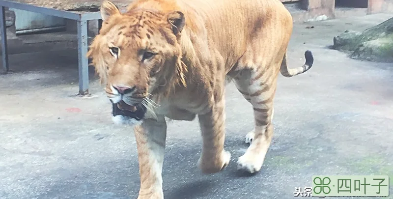 东北虎是几级保护动物,熊猫是几级保护动物