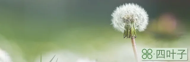 蒲公英在哪里生长