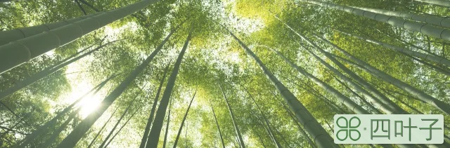 竹林里面生长吃竹笋的动物有什么