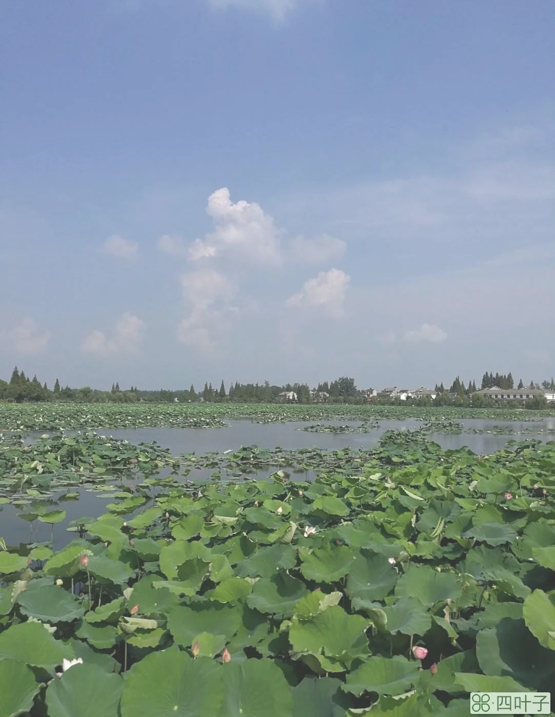 湖北省仙桃市未来15天天气桃阳半小的后的天气