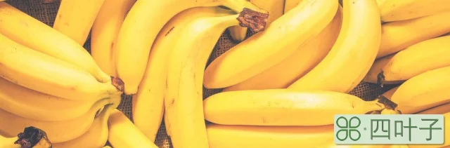 芭蕉和香蕉是不是一个东西