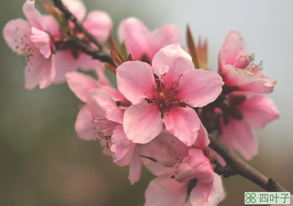 桃花的寓意介绍(桃花的含义是什么)