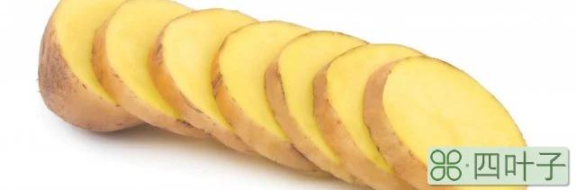 土豆成熟期多少天