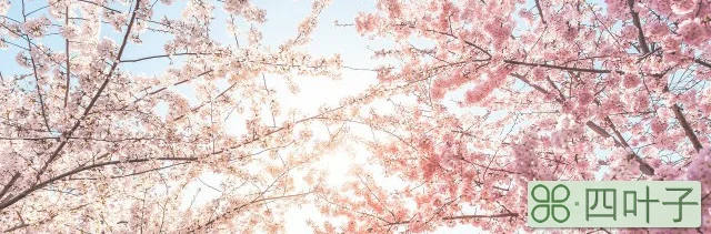 樱花在日本有什么寓意