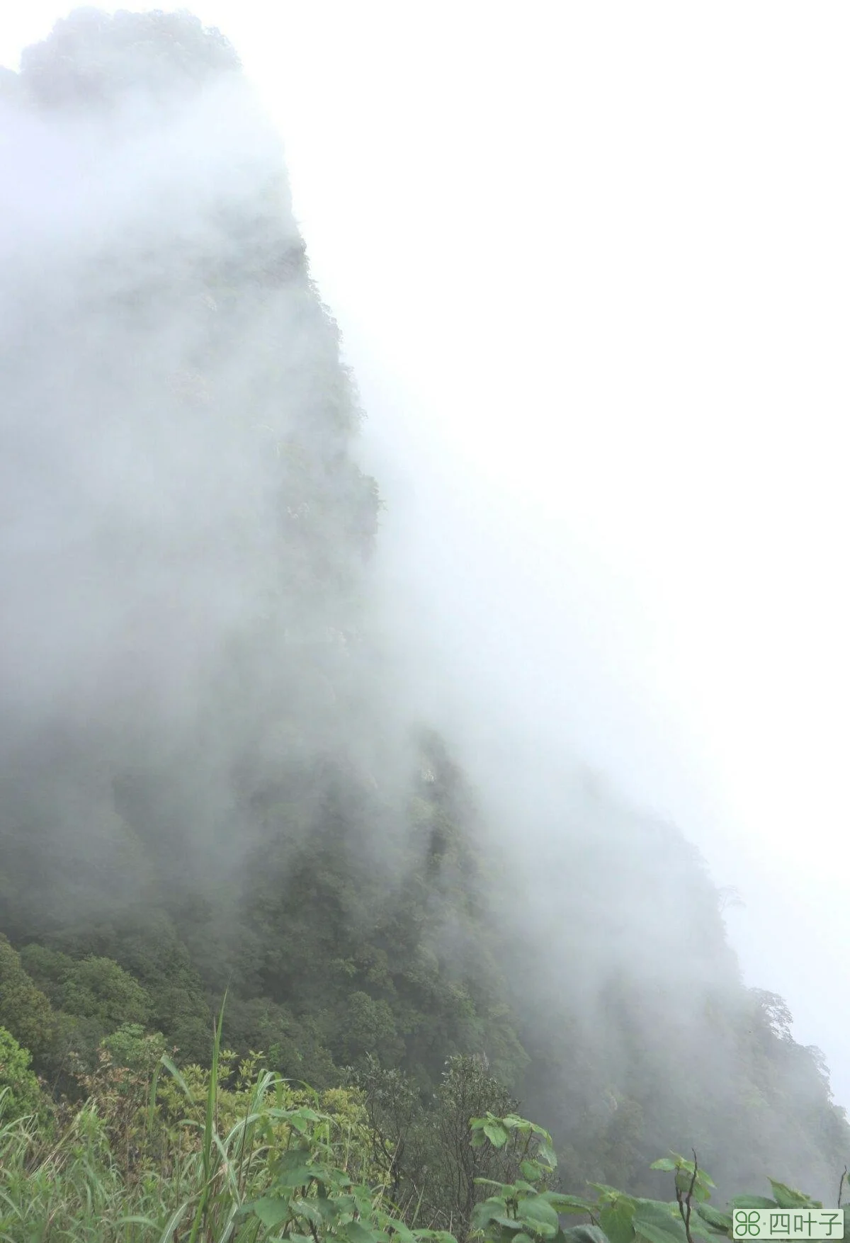 金秀天气金秀天气预报15天查询