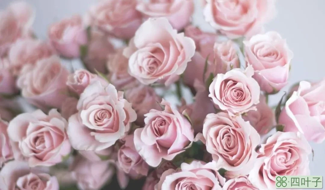 多头玫瑰和蔷薇是否是一种花(多头玫瑰和蔷薇是一种花吗)