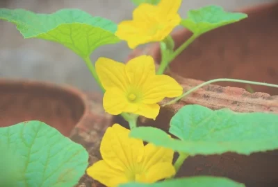铁兰花的养殖方法(铁兰花的养殖方法图解)